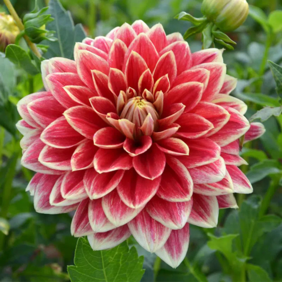 Dahlia décoratif Caballero (1 Bulbe)  - Leaderplant