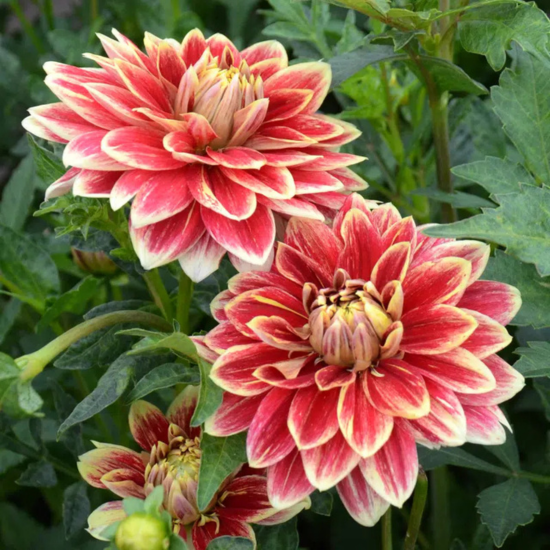 Dahlia décoratif Caballero (1 Bulbe)  - Leaderplant