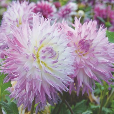 Dahlia Dentelle Atalante (1 bulbe) - Leaderplant