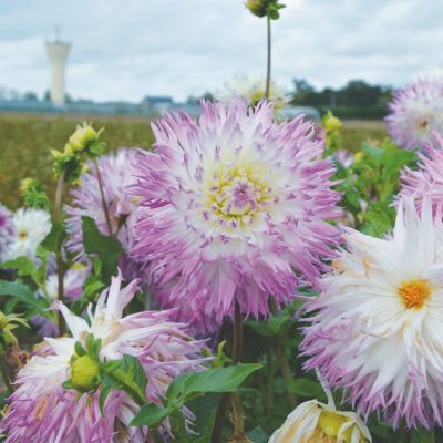 Dahlia Dentelle Atalante (1 bulbe) - Leaderplant