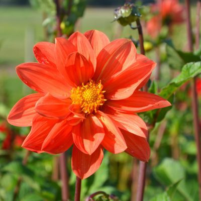 Dahlia Géant Aether (1 bulbe) - Leaderplant