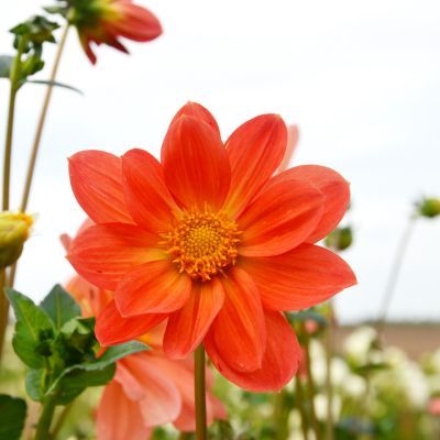 Dahlia Géant Aether (1 bulbe) - Leaderplant