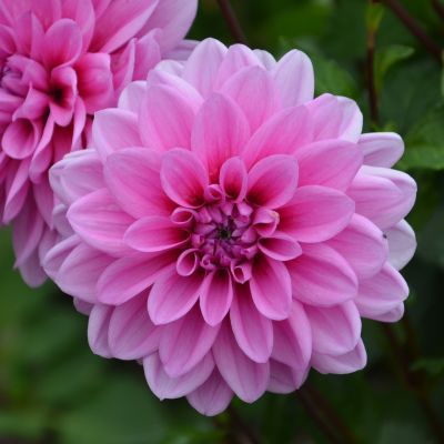 Dahlia Nain Double Marée Bleue (1 bulbe) - Leaderplant
