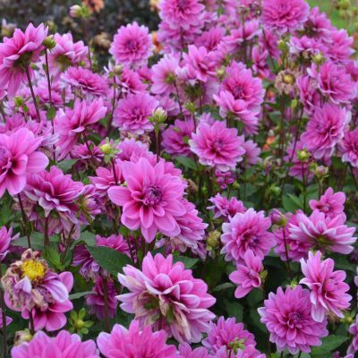 Dahlia Nain Double Marée Bleue (1 bulbe) - Leaderplant