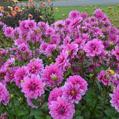 Dahlia Nain Double Marée Bleue (1 bulbe) - Leaderplant