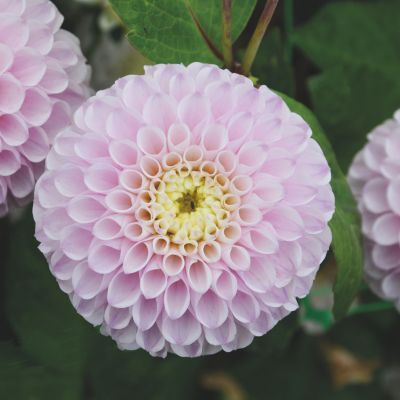 Dahlia Pompon Éclaireur (1 bulbe) - Leaderplant