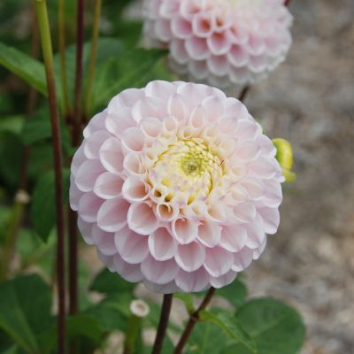 Dahlia Pompon Éclaireur (1 bulbe) - Leaderplant