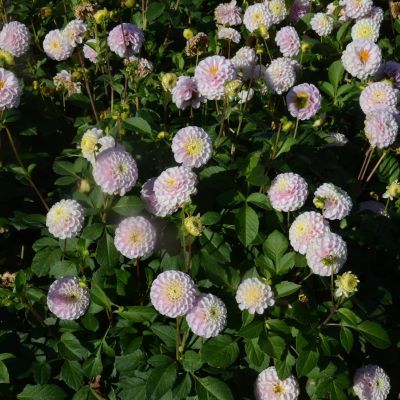 Dahlia Pompon Éclaireur (1 bulbe) - Leaderplant