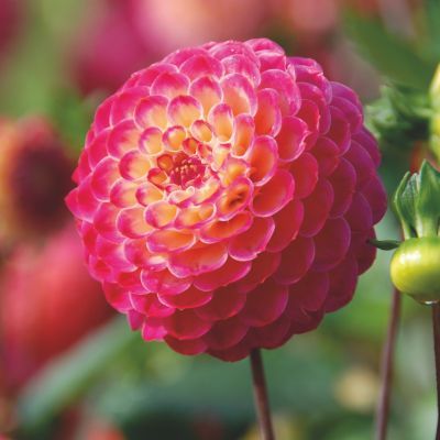 Dahlia Pompon Artaban (1 bulbe) - Leaderplant