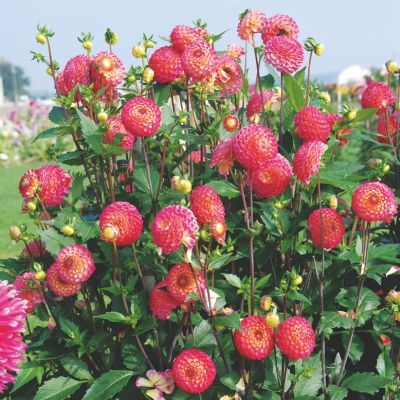 Dahlia Pompon Artaban (1 bulbe) - Leaderplant
