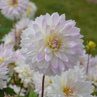 Dahlia Décoratif Crazy Love (1 bulbe) - Leaderplant