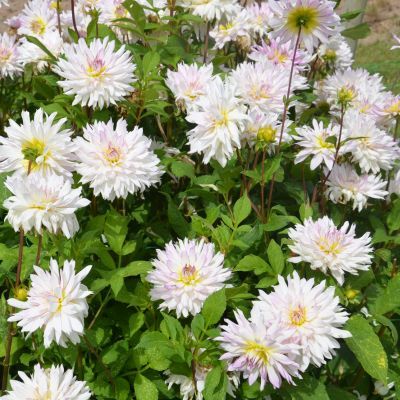 Dahlia Décoratif Crazy Love (1 bulbe) - Leaderplant