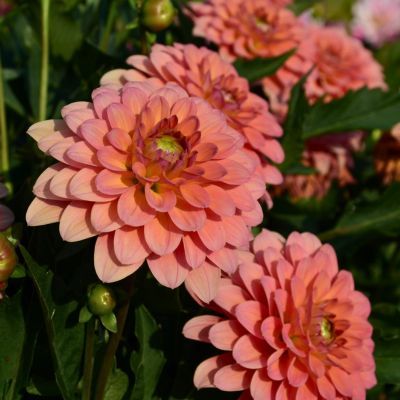 Dahlia nain double macaron (1 bulbe) - Leaderplant