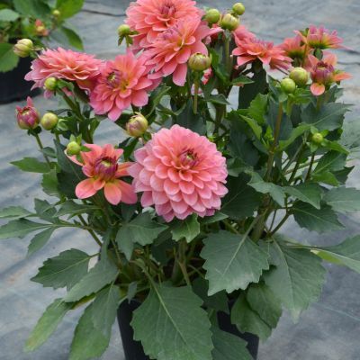 Dahlia nain double macaron (1 bulbe) - Leaderplant