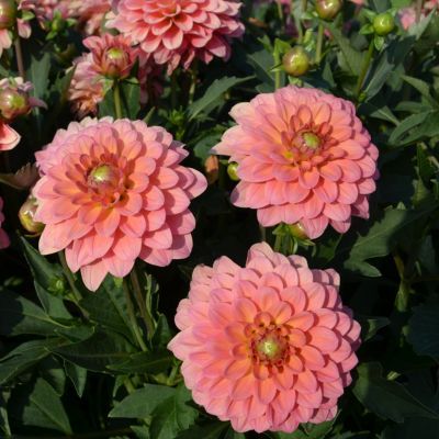 Dahlia nain double macaron (1 bulbe) - Leaderplant