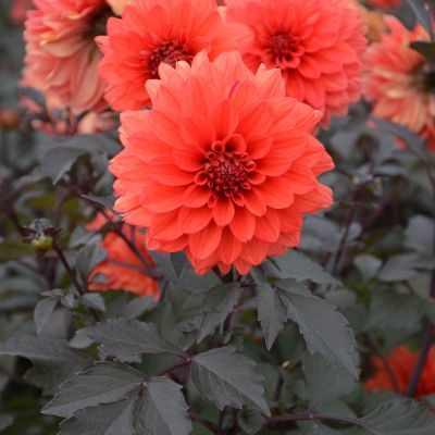 Dahlia décoratif TERRA BOTANICA  (1 bulbe) - Leaderplant