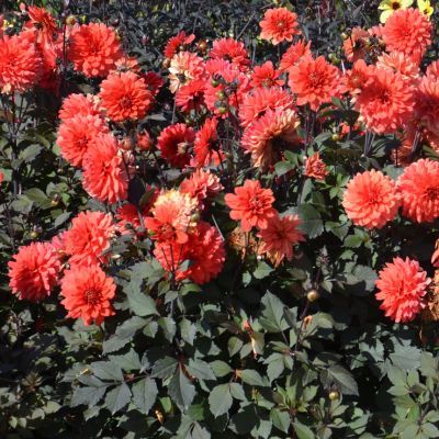 Dahlia décoratif TERRA BOTANICA  (1 bulbe) - Leaderplant