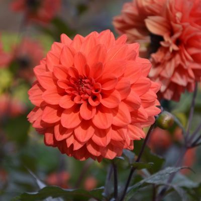 Dahlia décoratif TERRA BOTANICA  (1 bulbe) - Leaderplant