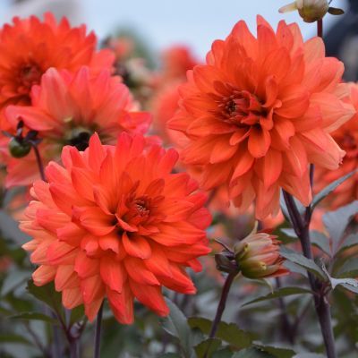 Dahlia décoratif TERRA BOTANICA  (1 bulbe) - Leaderplant