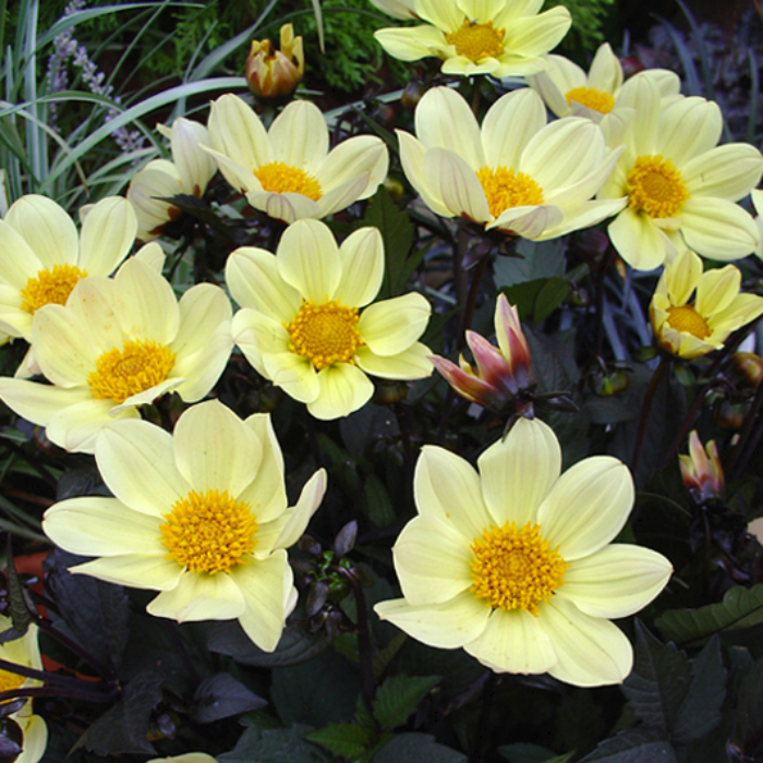 Dahlia x hortensis HappyDay Lemon ® - Leaderplant