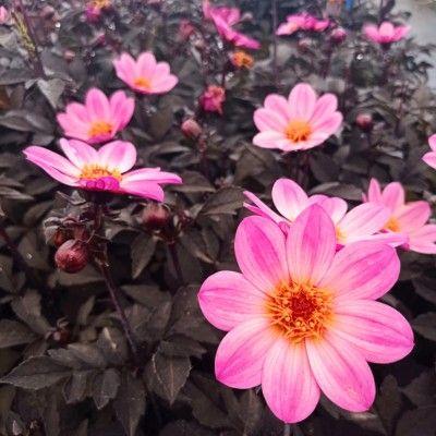 Dahlia x hortensis HappyDay Pink ® - Leaderplant
