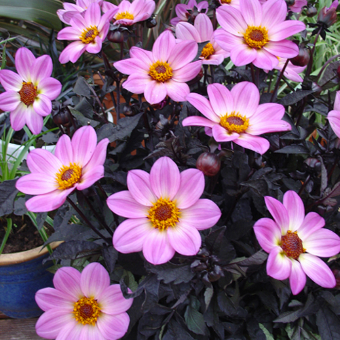 Dahlia x hortensis HappyDay Pink ® - Leaderplant