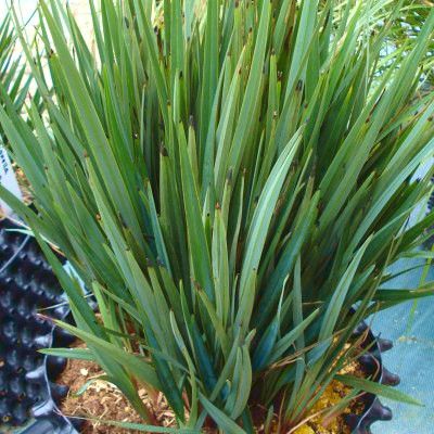 Dianella Little Rev ® - Leaderplant