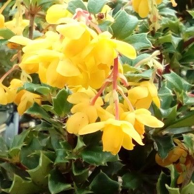 Epine vinette de Darwin - Leaderplant