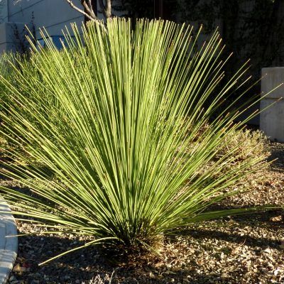 Dasylirion sans épines - Leaderplant