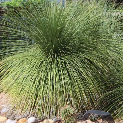 Dasylirion sans épines - Leaderplant