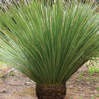 Dasylirion serratifolium - Leaderplant