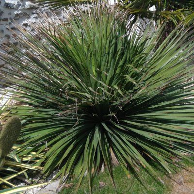 Dasylire de Wheeler - Leaderplant