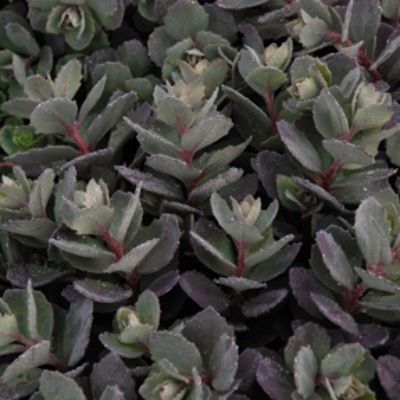 Sedum Dazzleberry - Leaderplant