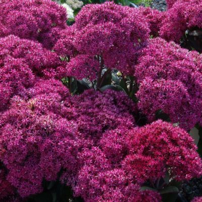Sedum Dazzleberry - Leaderplant