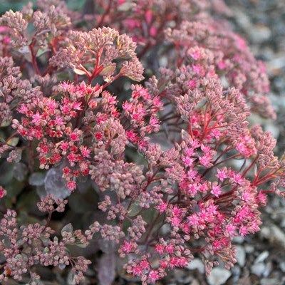 Sedum Dazzleberry - Leaderplant