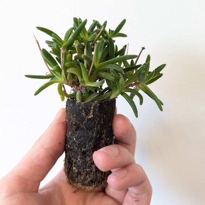 Delosperma Violet Wonder ® en mini-motte - Leaderplant