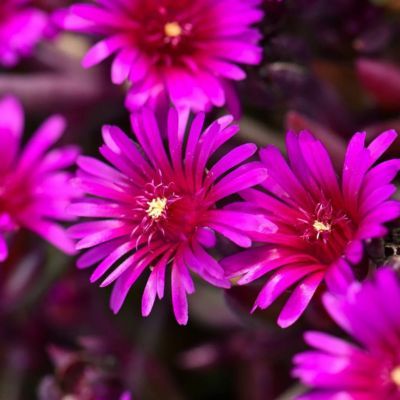 Delosperma Desert Dancer Purple ® - Leaderplant