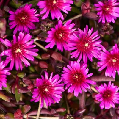 Delosperma Desert Dancer Purple ® - Leaderplant