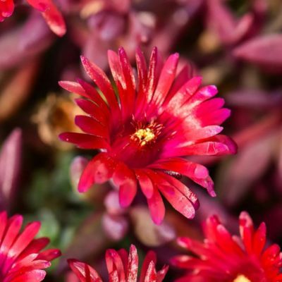 Delosperma Desert Dancer Red - Leaderplant
