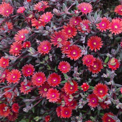 Delosperma Desert Dancer Red - Leaderplant