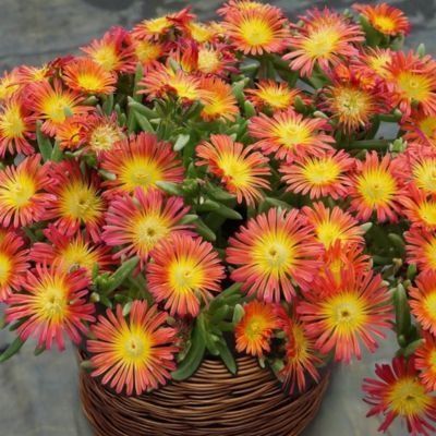 Delosperma Fire Wonder ® en mini-motte - Leaderplant
