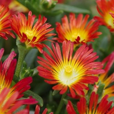 Delosperma Fire Wonder ® - Leaderplant
