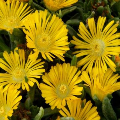 Delosperma Golden Wonder ® - Leaderplant