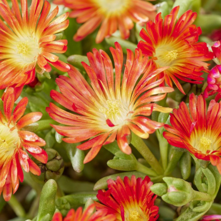 Delosperma Hot Orange Wonder  - Leaderplant