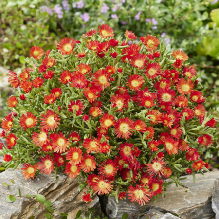 Delosperma Hot Orange Wonder  - Leaderplant