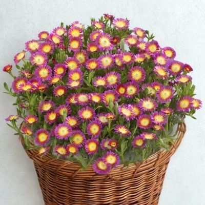 Delosperma Hot Pink Wonder ® en mini-motte - Leaderplant