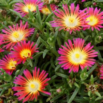 Delosperma Hot Pink Wonder ® - Leaderplant