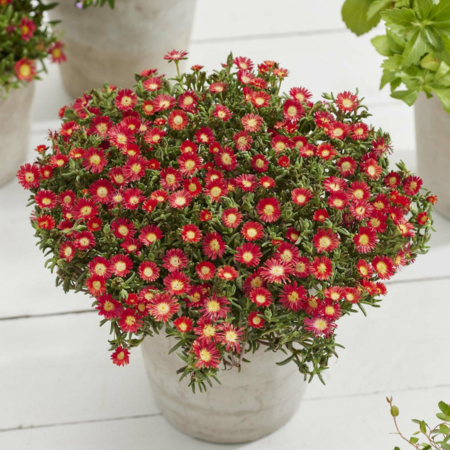 Delosperma Hot Red Wonder  - Leaderplant