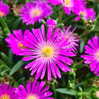 Delosperma Ocean violet ® - Leaderplant