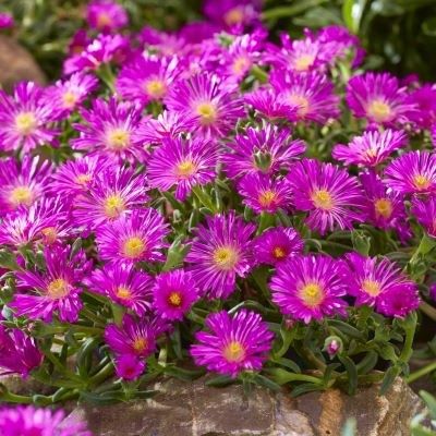 Delosperma Ocean violet ® - Leaderplant